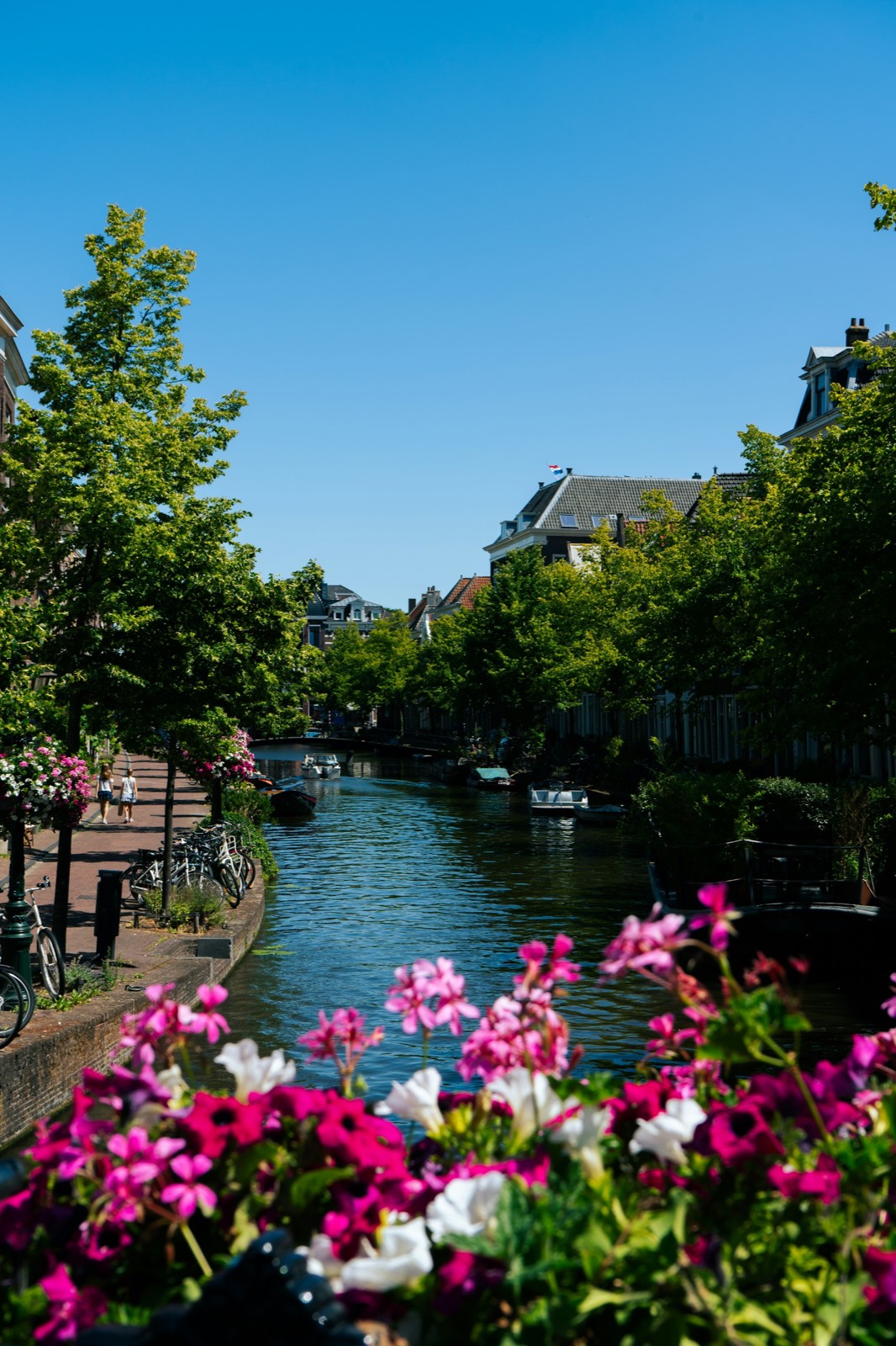 Temporary summer view of a leafy canal in Leiden