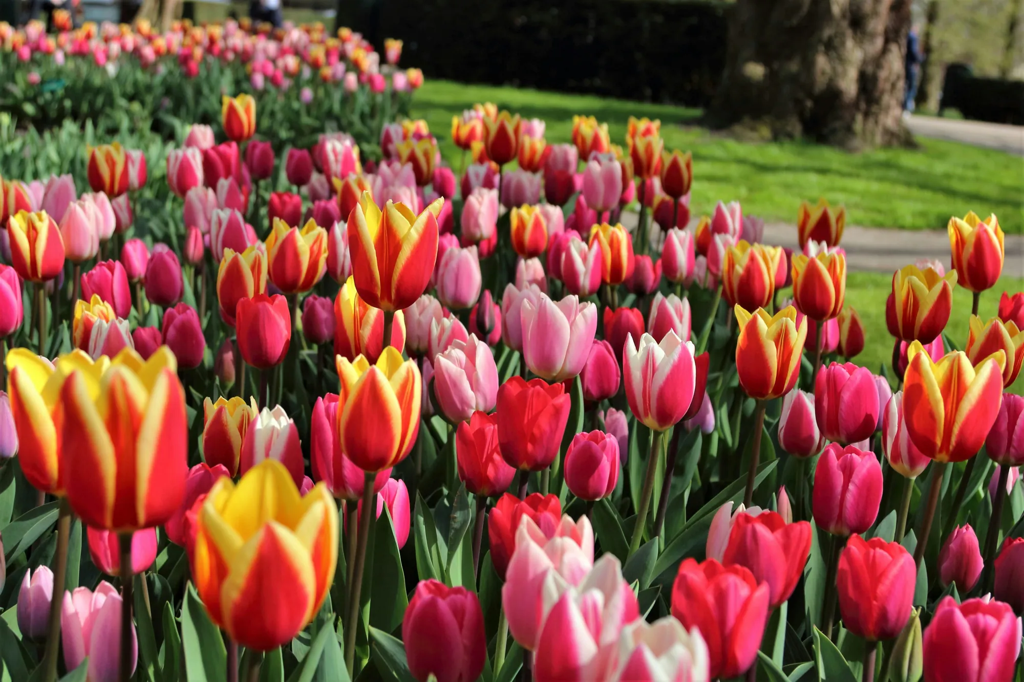 Colourful tulips in the Leiden region