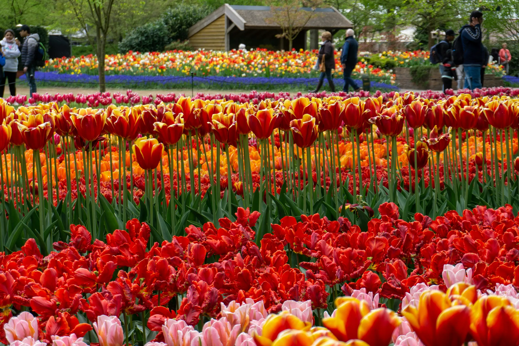 Reihen blühender roter, oranger und gelber Tulpen im Keukenhof